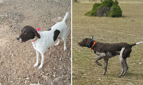 dog training